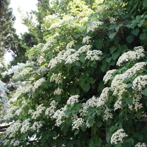 Climbing Hydrangea